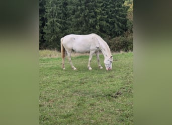 Appaloosa, Stute, 3 Jahre, 150 cm, Tigerschecke