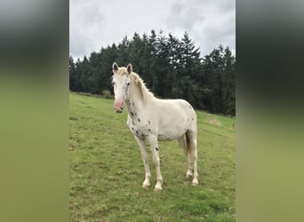 Appaloosa, Stute, 3 Jahre, 150 cm, Tigerschecke