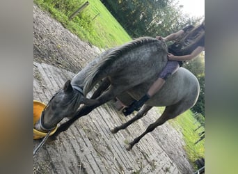 Appaloosa, Stute, 3 Jahre, 150 cm