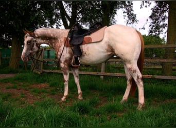 Appaloosa, Stute, 3 Jahre, 151 cm, Tigerschecke
