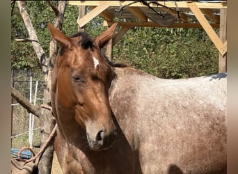 Appaloosa Mix, Stute, 3 Jahre, 153 cm, Roan-Bay