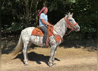 Appaloosa Mix, Stute, 3 Jahre, 156 cm, Tigerschecke
