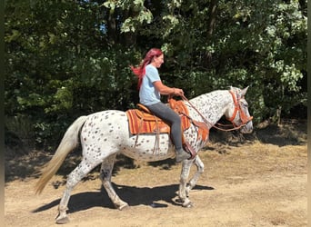Appaloosa Mix, Stute, 3 Jahre, 156 cm, Tigerschecke