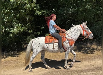 Appaloosa Mix, Stute, 3 Jahre, 156 cm, Tigerschecke