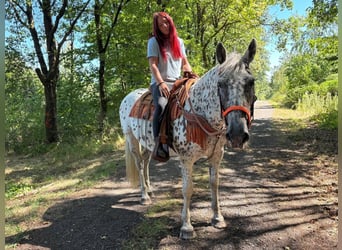 Appaloosa Mix, Stute, 3 Jahre, 156 cm, Tigerschecke