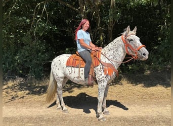 Appaloosa Mix, Stute, 3 Jahre, 156 cm, Tigerschecke