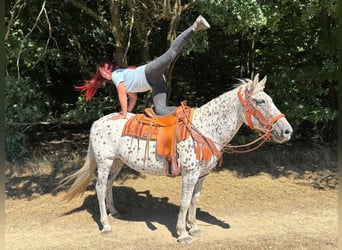 Appaloosa Mix, Stute, 3 Jahre, 156 cm, Tigerschecke