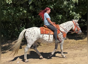 Appaloosa Mix, Stute, 3 Jahre, 156 cm, Tigerschecke