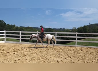 Appaloosa, Stute, 3 Jahre, 158 cm, Tigerschecke