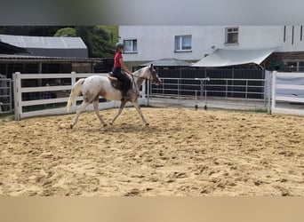 Appaloosa, Stute, 3 Jahre, 158 cm, Tigerschecke