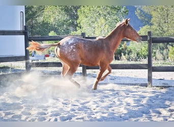 Appaloosa Mix, Stute, 3 Jahre, 160 cm, Fuchs