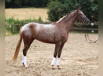 Appaloosa, Stute, 3 Jahre, 162 cm, Red Dun