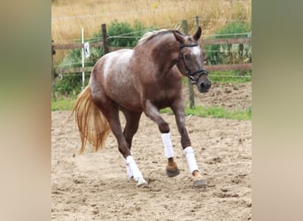 Appaloosa, Stute, 3 Jahre, 162 cm, Red Dun