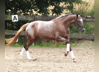Appaloosa, Stute, 3 Jahre, 162 cm, Red Dun