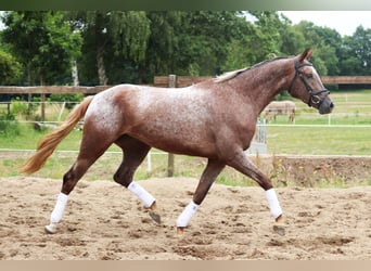 Appaloosa, Stute, 3 Jahre, 162 cm, Red Dun