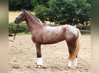 Appaloosa, Stute, 3 Jahre, 162 cm, Red Dun