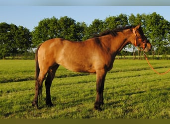 Appaloosa Mix, Stute, 3 Jahre, 163 cm, Grullo