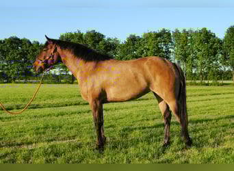 Appaloosa Mix, Stute, 3 Jahre, 163 cm, Grullo