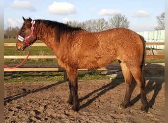 Appaloosa Mix, Stute, 3 Jahre, 163 cm, Grullo