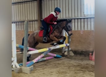 Appaloosa, Stute, 4 Jahre, 128 cm, Roan-Red