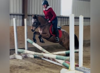 Appaloosa, Stute, 4 Jahre, 128 cm, Roan-Red