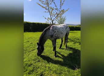 Appaloosa Mix, Stute, 4 Jahre, 143 cm, Tigerschecke