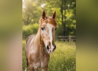 Appaloosa Mix, Stute, 4 Jahre, 145 cm