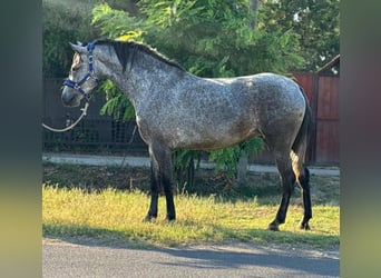 Appaloosa, Stute, 4 Jahre, 145 cm, Roan-Blue