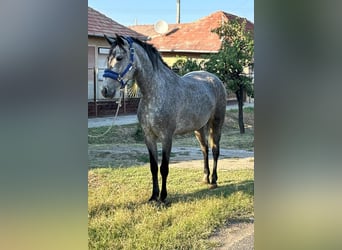 Appaloosa, Stute, 4 Jahre, 145 cm, Roan-Blue