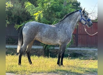 Appaloosa, Stute, 4 Jahre, 145 cm, Roan-Blue