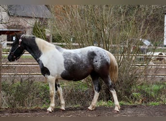 Appaloosa Mix, Stute, 4 Jahre, 145 cm, Schecke