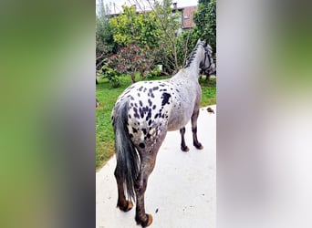 Appaloosa, Stute, 4 Jahre, 146 cm, Tigerschecke