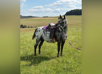 Appaloosa, Stute, 4 Jahre, 150 cm, Tigerschecke
