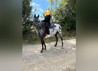 Appaloosa, Stute, 4 Jahre, 150 cm, Tigerschecke