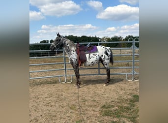 Appaloosa, Stute, 4 Jahre, 150 cm, Tigerschecke