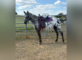 Appaloosa, Stute, 4 Jahre, 150 cm, Tigerschecke