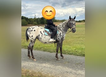 Appaloosa, Stute, 4 Jahre, 150 cm, Tigerschecke