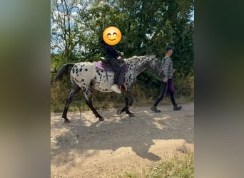 Appaloosa, Stute, 4 Jahre, 150 cm, Tigerschecke