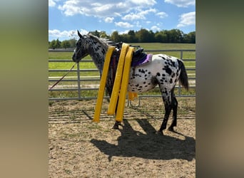 Appaloosa, Stute, 4 Jahre, 150 cm, Tigerschecke