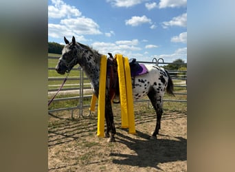 Appaloosa, Stute, 4 Jahre, 150 cm, Tigerschecke