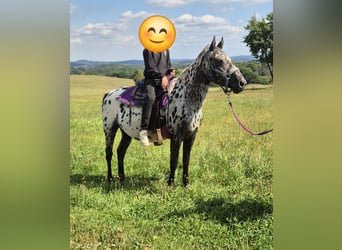 Appaloosa, Stute, 4 Jahre, 150 cm, Tigerschecke
