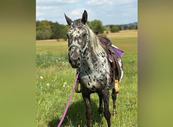 Appaloosa, Stute, 4 Jahre, 150 cm, Tigerschecke