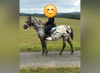 Appaloosa, Stute, 4 Jahre, 150 cm, Tigerschecke