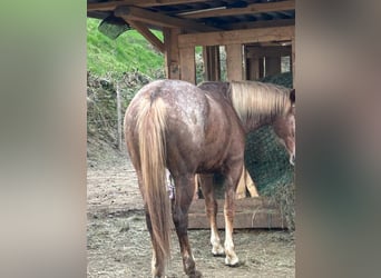 Appaloosa, Stute, 4 Jahre, 151 cm, Fuchs
