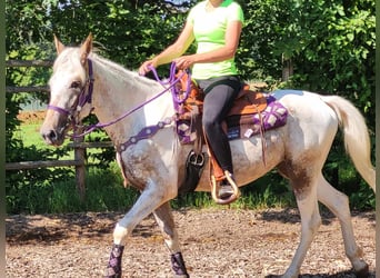 Appaloosa Mix, Stute, 4 Jahre, 151 cm, Tigerschecke