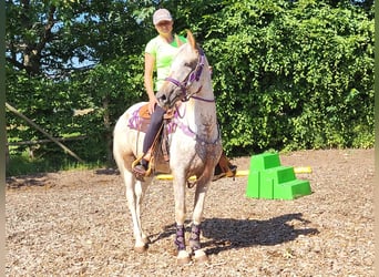 Appaloosa Mix, Stute, 4 Jahre, 151 cm, Tigerschecke