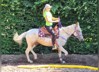 Appaloosa Mix, Stute, 4 Jahre, 151 cm, Tigerschecke