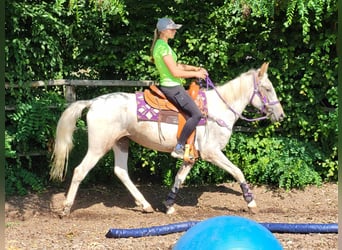 Appaloosa Mix, Stute, 4 Jahre, 151 cm, Tigerschecke