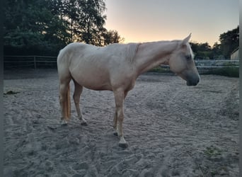 Appaloosa, Stute, 4 Jahre, 153 cm