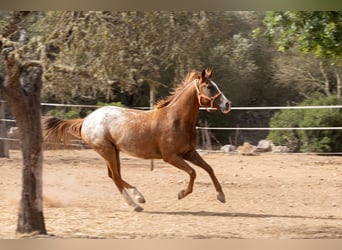 Appaloosa, Stute, 4 Jahre, 154 cm, Brauner